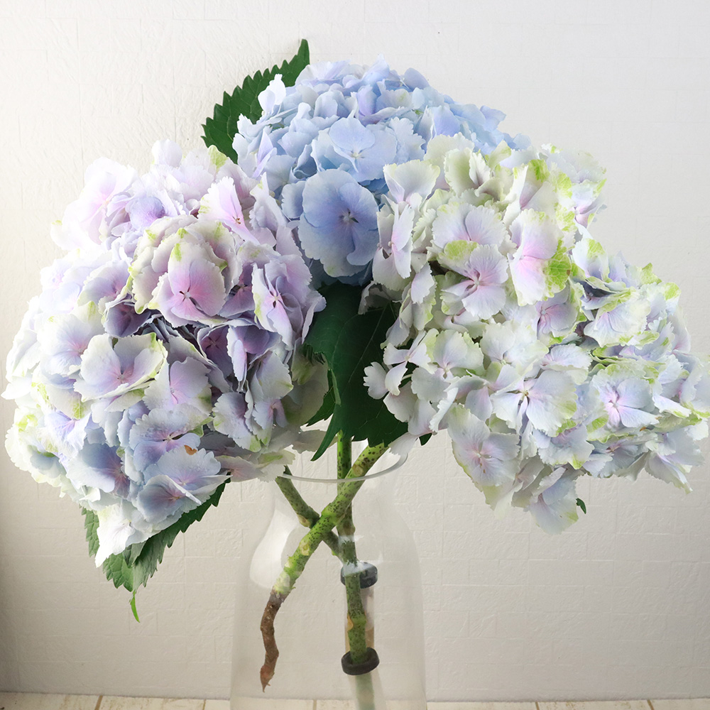 生花】アジサイ ベレナクラシックラベンダー タミーズ【FJ】 - 花材