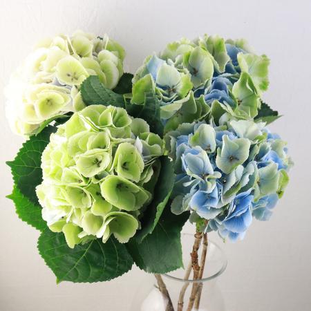 生花】アジサイ アンティークブルー〜グリーン系 - 花材通販は
