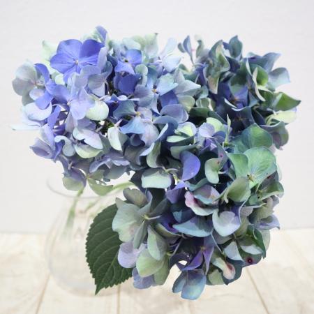 【生花】アジサイ　アンティークLKパープル　群馬県アグリベイス(直径15センチ〜程度)【OT】木金届なし