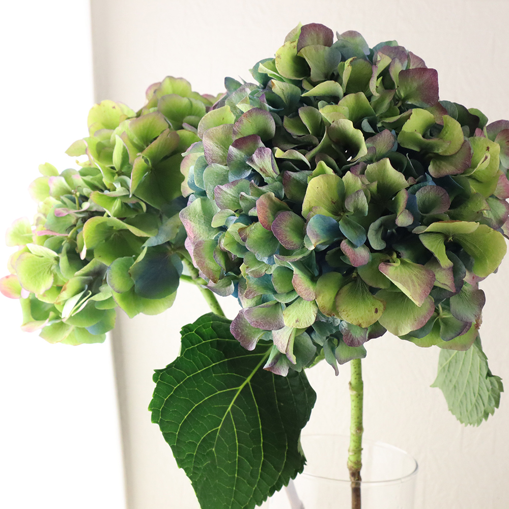 08直前FJ】アジサイ レナーテスタイニガー アンティーク紫緑【FJ】現品