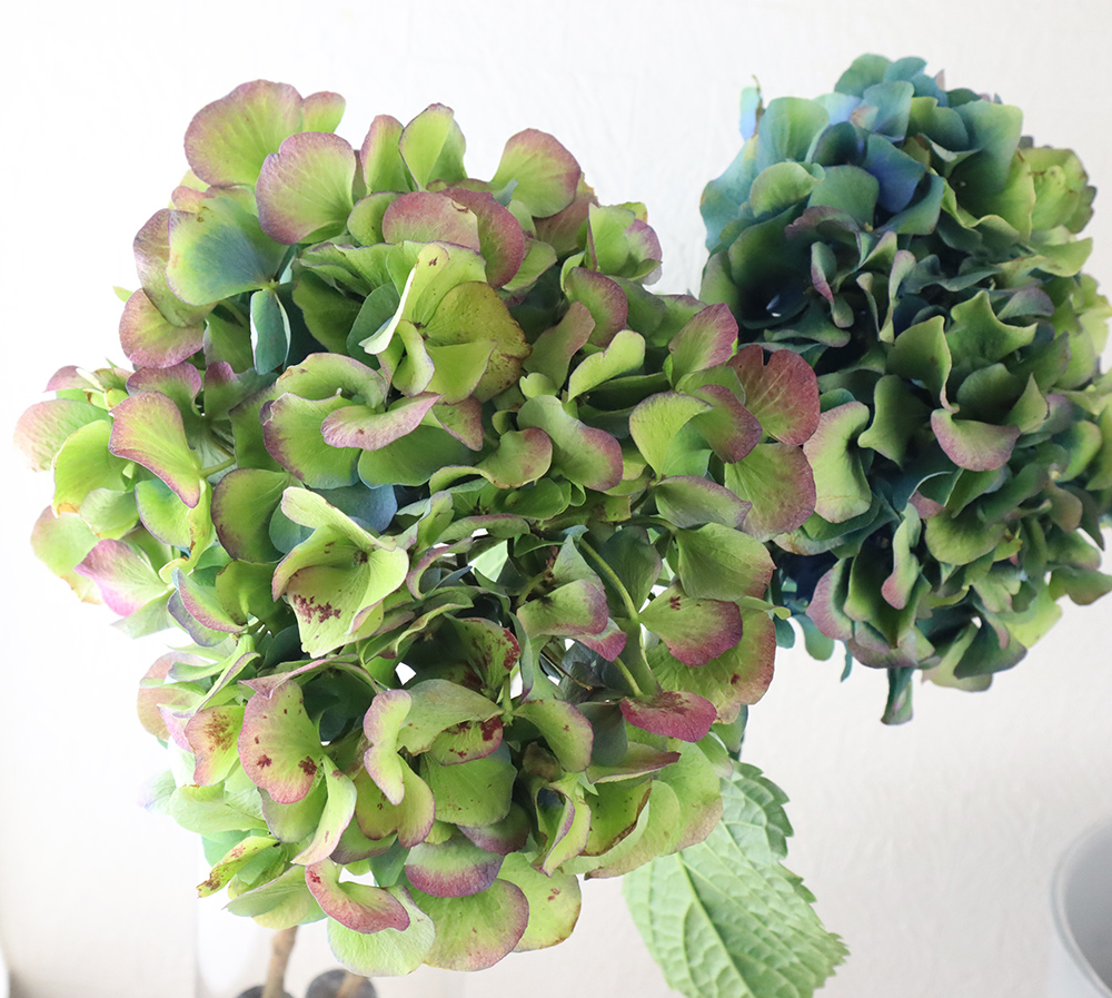 欄&空 輸入アジサイ 苗 レナーテスタイニガー 7号 ピンパーネル 4号 欄&空 輸入アジサイ 苗 レナーテスタイニガー 7号 ピンパーネル