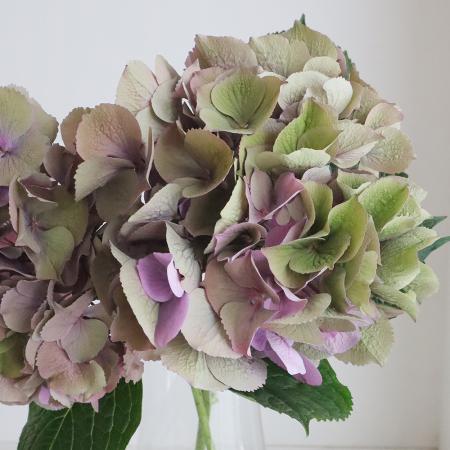 08直前!!!】アジサイ A.Mガーネットパープル(緑〜やや紫) アキバ