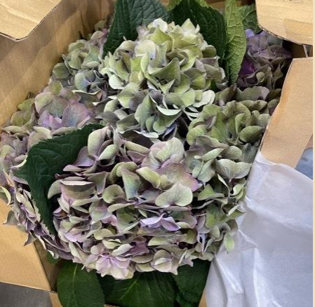 08直前!!!】アジサイ A.Mガーネットパープル(緑〜やや紫) アキバ