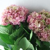 08直前】アジサイ A.Gアルプスピンク(緑桃系) アキバナーセリー【生花