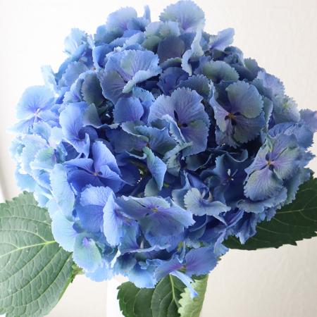 アジサイ苗　寿　ブルーラベル付き、桔梗苗 特大 新色 紫陽花 アジサイ 寿 ブルー 8号 鉢花