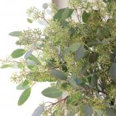 ポポラスフェアリー丸リース ポポラスフェアリー丸リース - メルカリ