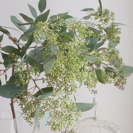 【08直前】レア!国産ユーカリ　ポポラス実付き　ロング80cm　愛媛中央農協