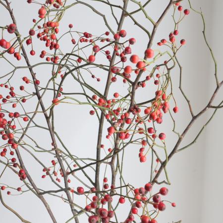 【08直前】ゾーレンスローズ(赤実)　Lサイズ　新いわて農協　【JM】