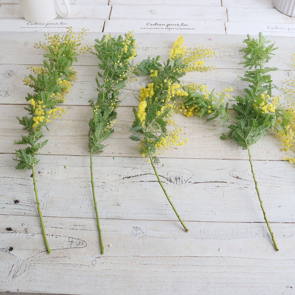 直前!】国産ミモザアカシア さきがけ(3-40cm程度)【生花】 - 花材通販