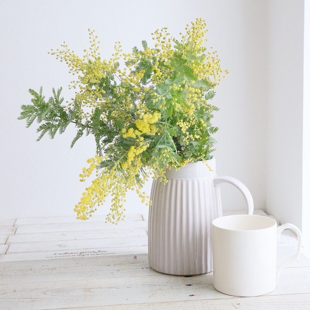 直前!】国産ミモザアカシア さきがけ(3-40cm程度)【生花】 - 花材通販