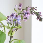 生花】国産ライラック ライトブルー 長野県冨岡農園【OT】1ヘッド - 花