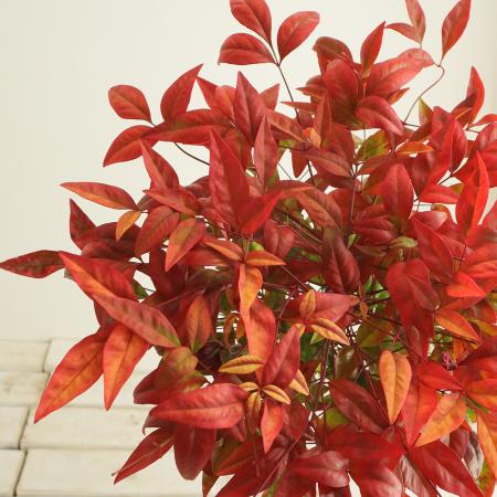 【生花】オタフク南天(実なし)30-40cm 程度【早締切-OTHY】