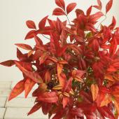 【生花】オタフク南天（実なし）30-40cm 程度【早締切-OTHY】