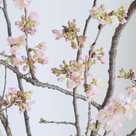【直前】城桜(シロサクラ)茨城県大峰園芸　80cm程度【生花】