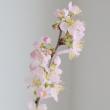 【直前】城桜(シロサクラ)茨城県大峰園芸　80cm程度【生花】