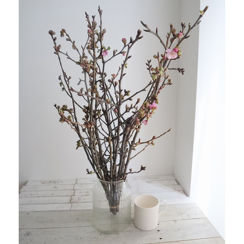 生花】桜おまかせ 70センチ程度 榎原園芸 - 花材通販はなどんやアソシエ