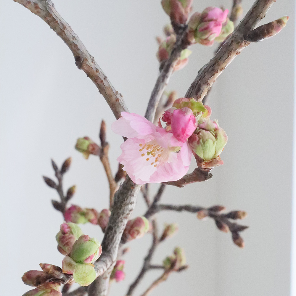生花】桜おまかせ 70センチ程度 榎原園芸 - 花材通販はなどんやアソシエ