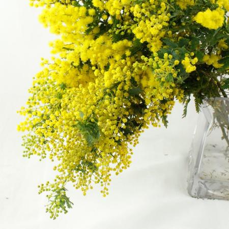 ご予約終了致しました。問合せ専用ページ　　✿ミモザアカシア 生花 フレッシュ☘ 小さなミモザが出来ました( ´͈ ᵕ `͈ )♡ #ミモザ #アカシア #mimosa