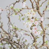 08直前】レア品!雲竜桜 湖上の舞(80cm程度)おおいた農協【生花】 - 花