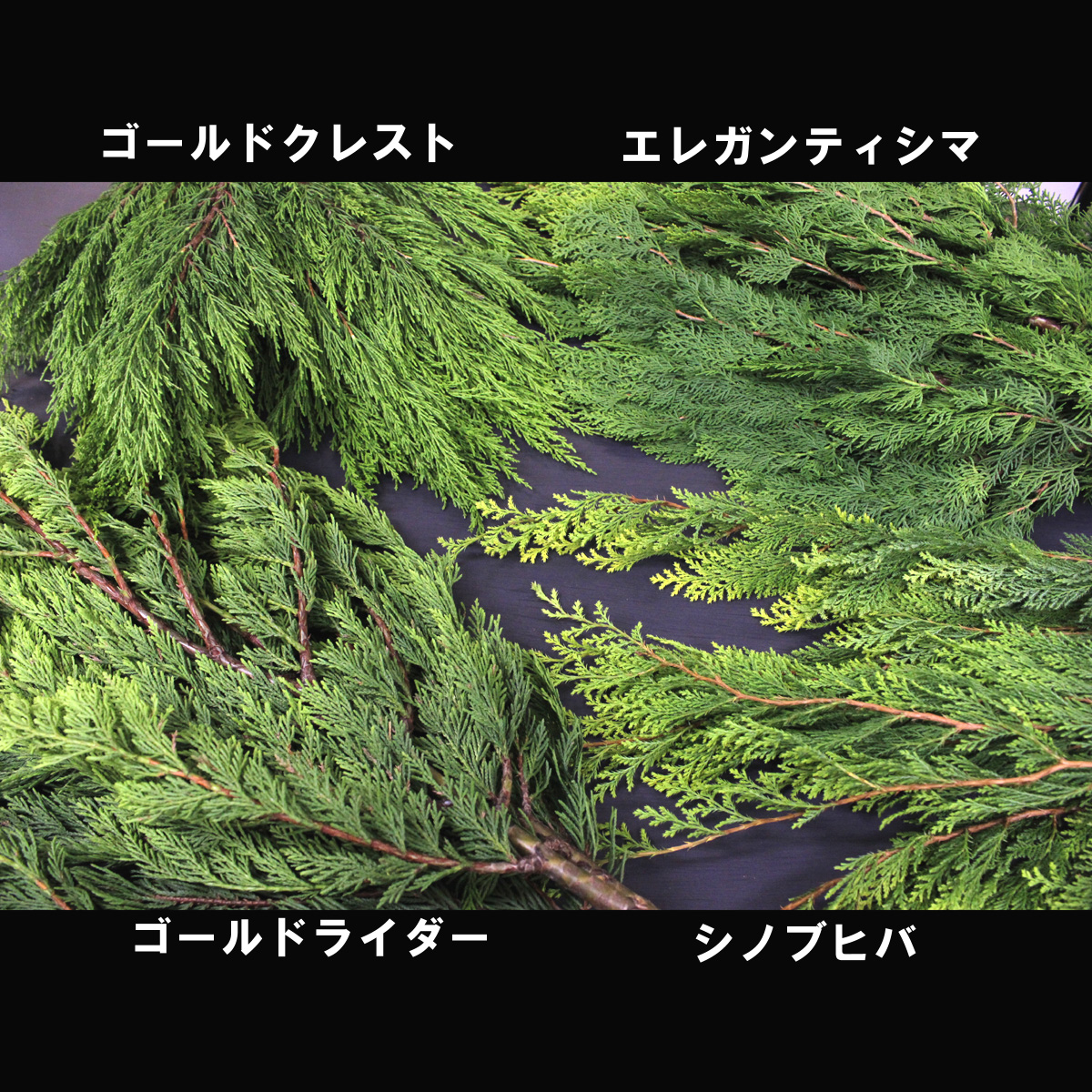 生花 コニファー ゴールドライダー イエローグリーン 11 8 21お届け 通販 はなどんやアソシエ