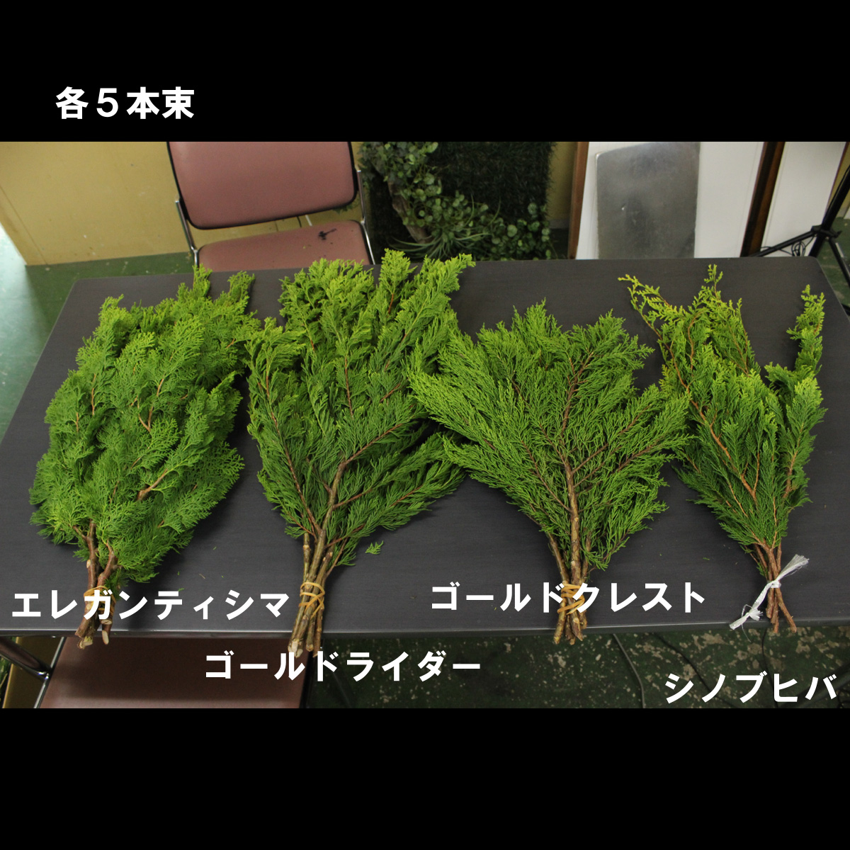 生花 コニファー ゴールドライダー イエローグリーン 11 8 21お届け 通販 はなどんやアソシエ