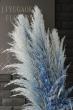 【生花/即納】【ドライ】パンパスグラス(ブルー)※晩生タイプ