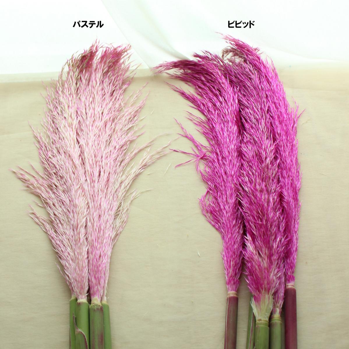 生花 パンパス ピンク 染 ビビッド 9 16以降届日限定 通販 はなどんやアソシエ 生花 パンパス ピンク 染 ビビッド 9 16以降届日限定 通販 はなどんやアソシエ