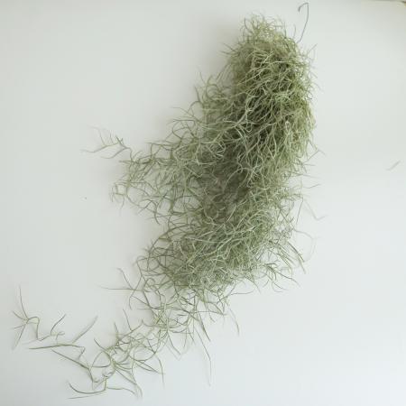 【生花/即納】スパニッシュモス　ウスネオイデス  グリーン(細目タイプ)　オランダ産 【JMPT2】