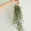 【生花/即納】スパニッシュモス　ウスネオイデス  グリーン(細目タイプ)　オランダ産 【JMPT2】