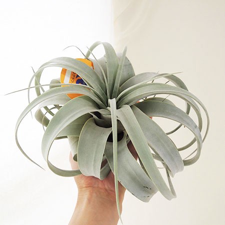【生花/即納】エアプランツ　キセログラフィカ(Rサイズ)20-23センチ　■即納可