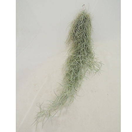 【IT】スパニッシュモス　ウスネオイデス(M) #7 やや細め