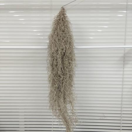 【生花/即納】訳あり ※完全ドライ★スパニッシュモス　ウスネオイデス(タイ産)【JM】