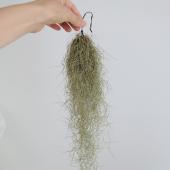 ※販売期間外※【生花/即納】スパニッシュモス　スーパーファイン （フィリピン産）【JM】