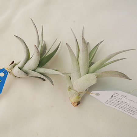 生花 予約f10 エアプランツsサイズ ブラキカウロス 通販 はなどんやアソシエ 生花 予約f10 エアプランツsサイズ ブラキカウロス 通販 はなどんやアソシエ