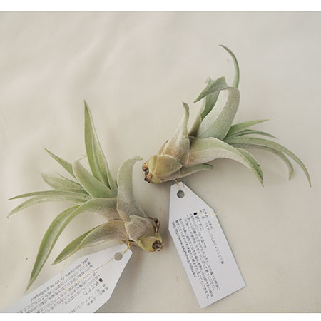 生花 予約f10 エアプランツsサイズ カピタータピーチ 通販 はなどんやアソシエ 生花 予約f10 エアプランツsサイズ カピタータピーチ 通販 はなどんやアソシエ