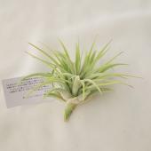 生花/鉢】エアプランツSサイズ:イオナンタ ルブラ【F】 - 花材