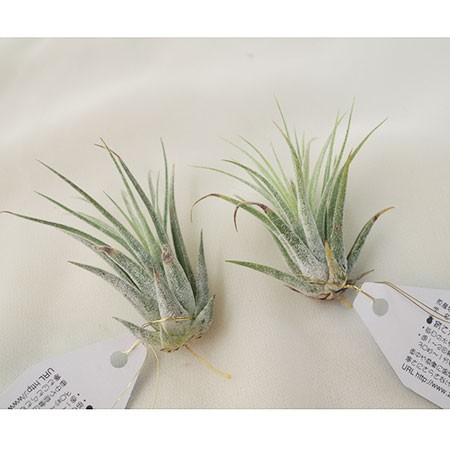 生花 即納 エアプランツ Sサイズ イオナンタ スカポーサ コルビー 通販 はなどんやアソシエ 生花 即納 エアプランツ Sサイズ イオナンタ スカポーサ コルビー 通販 はなどんやアソシエ