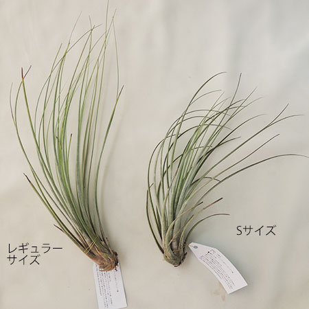 生花 予約f10 エアプランツsサイズ ジュンセア 通販 はなどんやアソシエ 生花 予約f10 エアプランツsサイズ ジュンセア 通販 はなどんやアソシエ