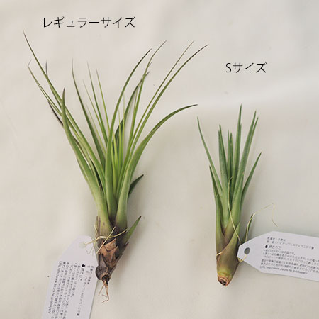 生花 即納 エアプランツsサイズ メラノクラテル トリコロール 即納可 通販 はなどんやアソシエ