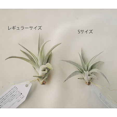 生花 予約f10 エアプランツsサイズ ハリシー 通販 はなどんやアソシエ 生花 予約f10 エアプランツsサイズ ハリシー 通販 はなどんやアソシエ