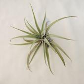エアプランツ　mic プレミアムエアプランツミックス10パック – Air Plant Hub