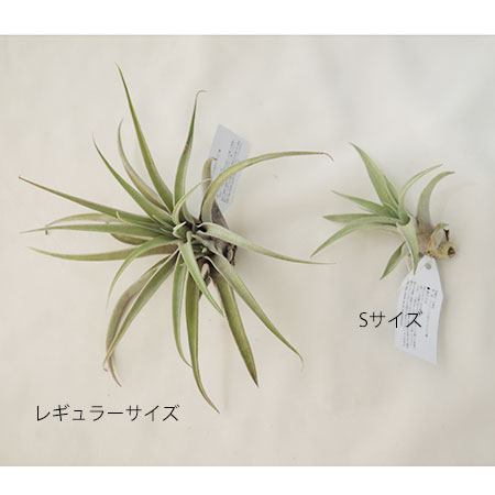 生花 即納 エアプランツmサイズ カピタータピーチ 通販 はなどんやアソシエ 生花 即納 エアプランツmサイズ カピタータピーチ 通販 はなどんやアソシエ