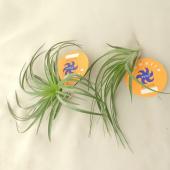 stricta var. piniformis〔エアプランツ〕T5261 Stricta var Piniformis (RARE) *SALE 50% OFF* – Air Plant Hub