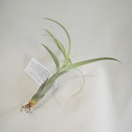 【生花/即納】エアプランツレギュラー:バルビシアーナ　※入荷少 ※届日限定:6/14-20☆キャンセル不可商品