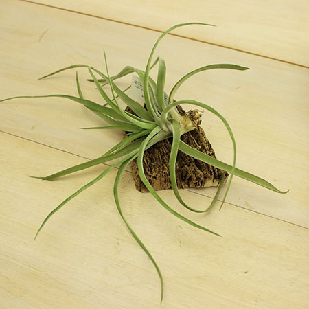 生花 即納 エアプランツlサイズ ベルティナ 今週のオトク 通販 はなどんやアソシエ 生花 即納 エアプランツlサイズ ベルティナ 今週のオトク 通販 はなどんやアソシエ