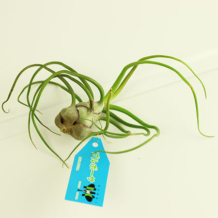 生花 即納 エアプランツlサイズ ブルボーサ 訳あり 葉先一部茶色あり 通販 はなどんやアソシエ