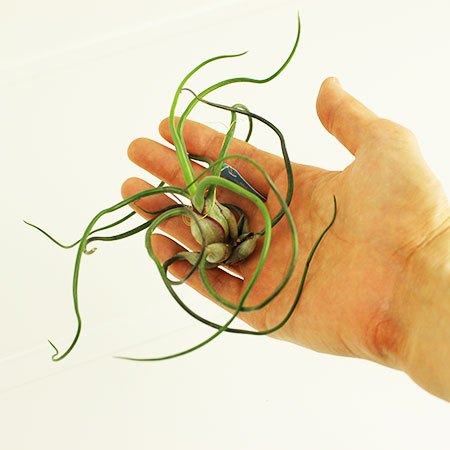 生花 即納 エアプランツlサイズ ブルボーサ 訳あり 葉先一部茶色あり 通販 はなどんやアソシエ 生花 即納 エアプランツlサイズ ブルボーサ 訳あり 葉先一部茶色あり 通販 はなどんやアソシエ