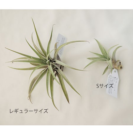 生花 即納 エアプランツlサイズ カピタータピーチ 生花 即納 エアプランツlサイズ カピタータピーチ