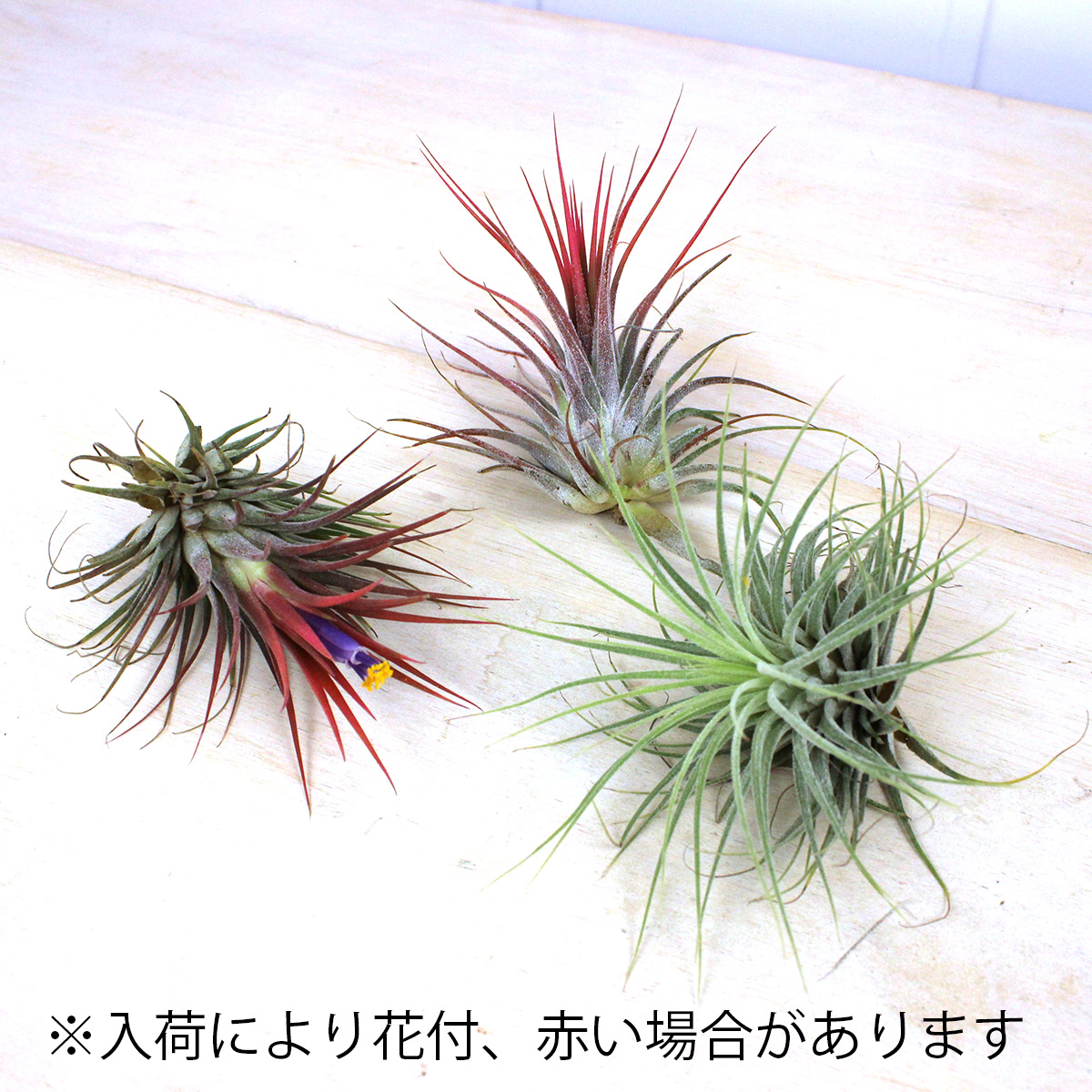 生花 予約f10 エアプランツlサイズ イオナンタ イオナンタ 通販 はなどんやアソシエ 生花 予約f10 エアプランツlサイズ イオナンタ イオナンタ 通販 はなどんやアソシエ