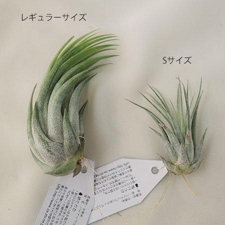 生花 予約f10 エアプランツlサイズ イオナンタ スカポーサ コルビー 通販 はなどんやアソシエ